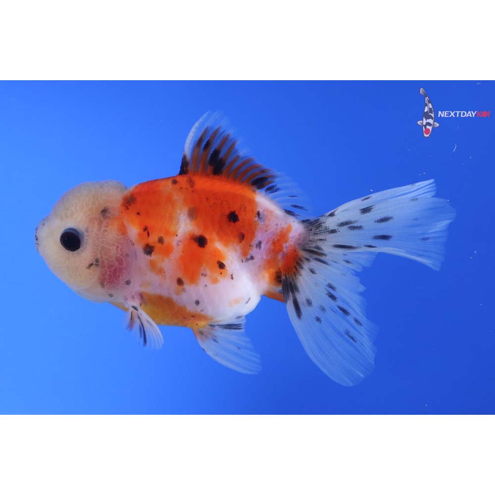 4” Imported Calico Oranda