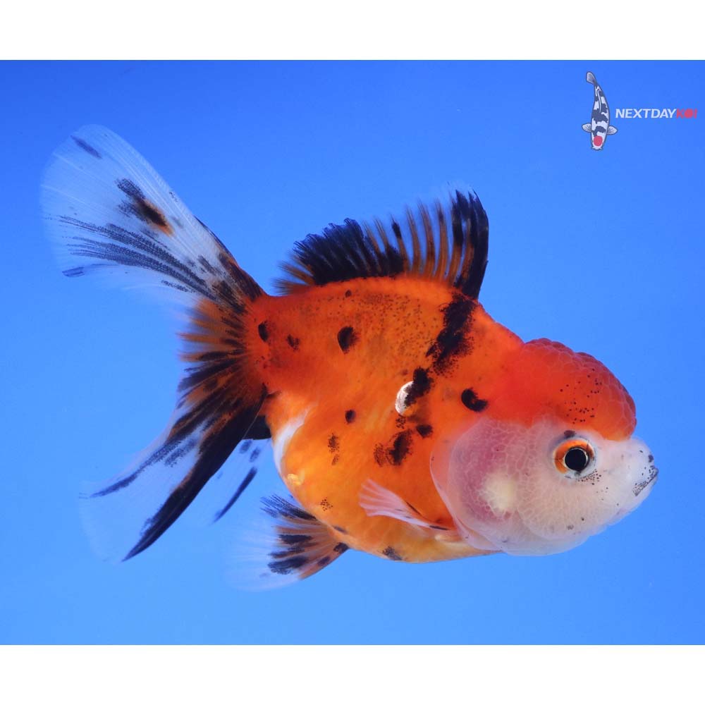 3.5” Imported Calico Oranda
