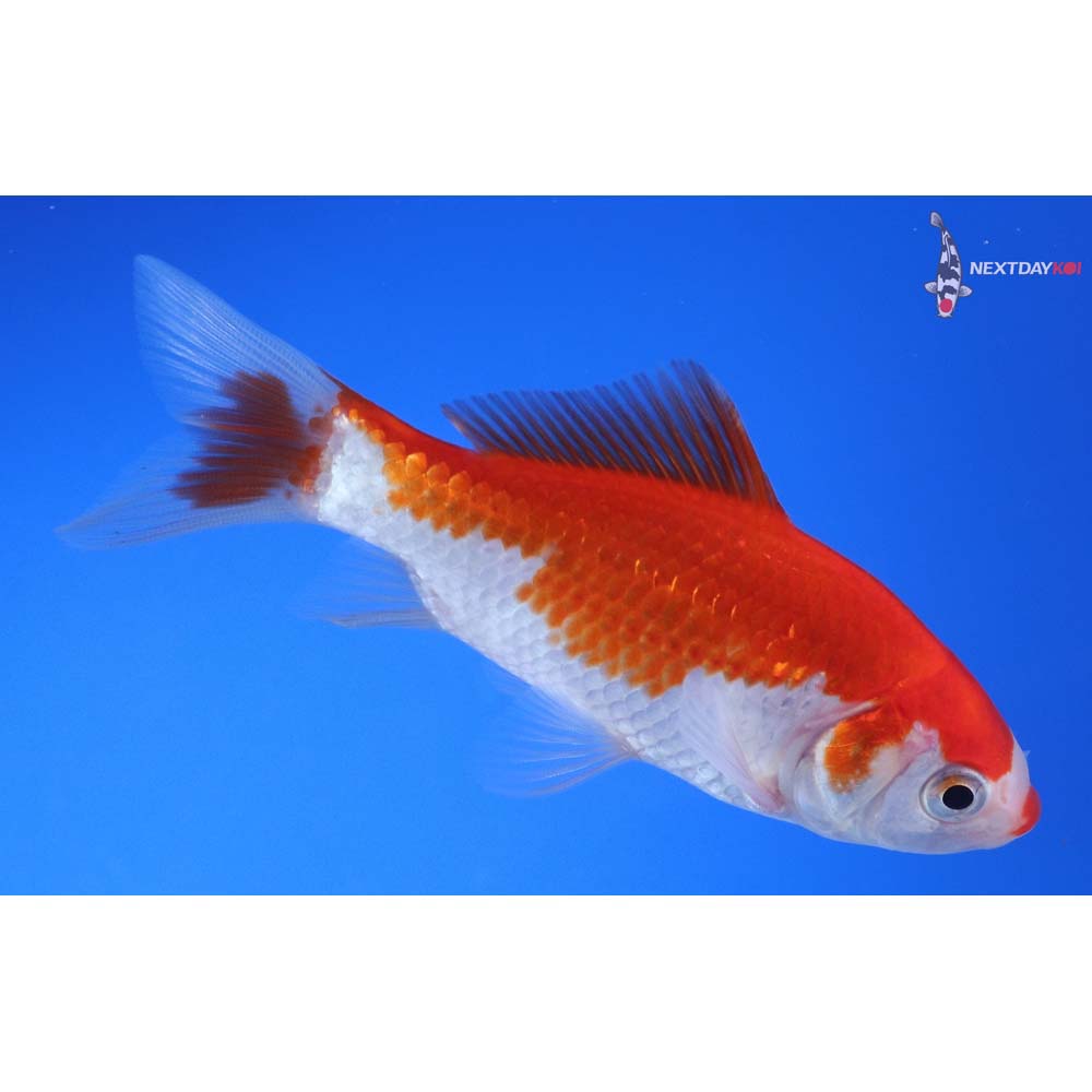 4” Imported Sarasa Comet
