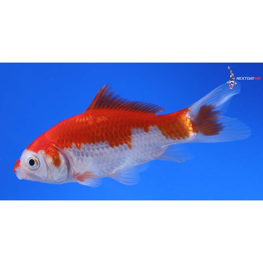 4” Imported Sarasa Comet