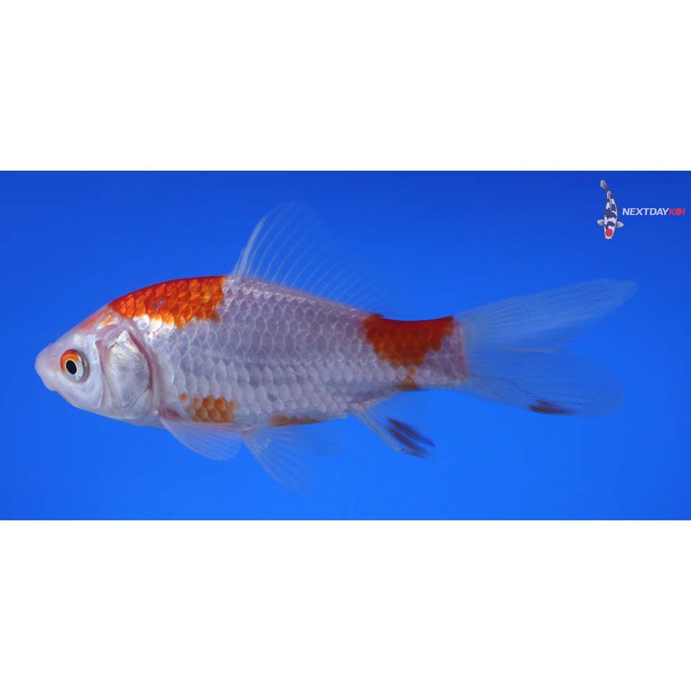 4.5” Imported Sarasa Comet