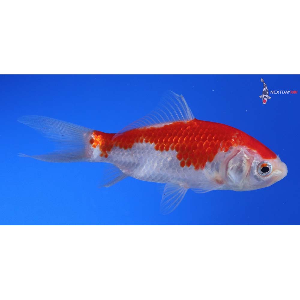4” Imported Sarasa Comet