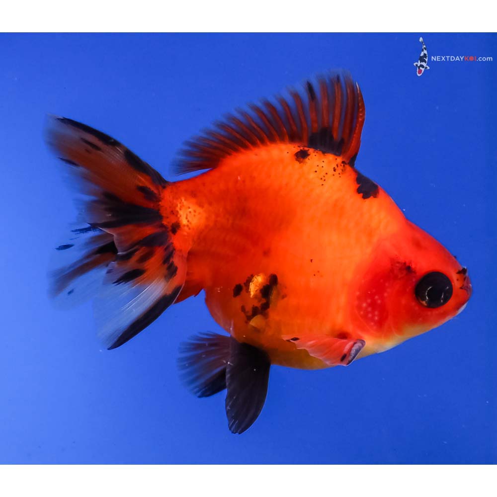 3.5” Imported Male Black and Red Ryukin