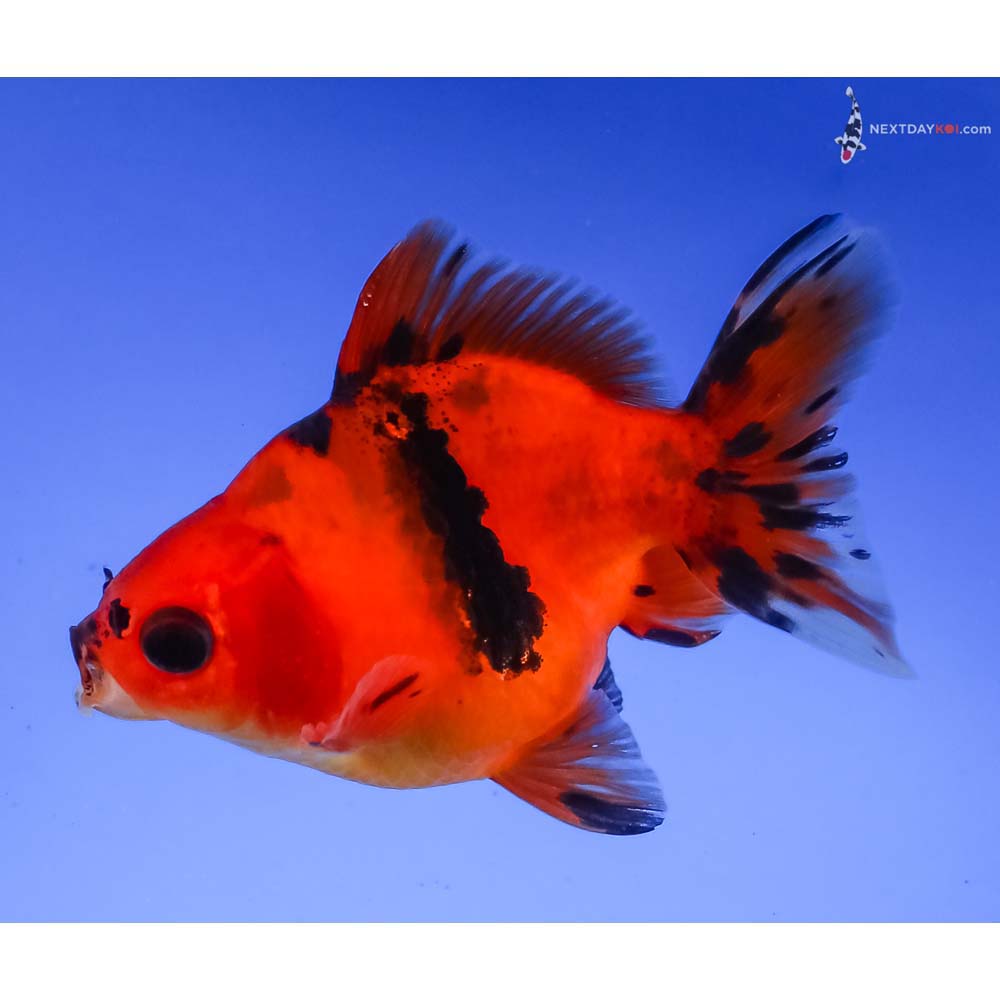 3.5” Imported Male Black and Red Ryukin