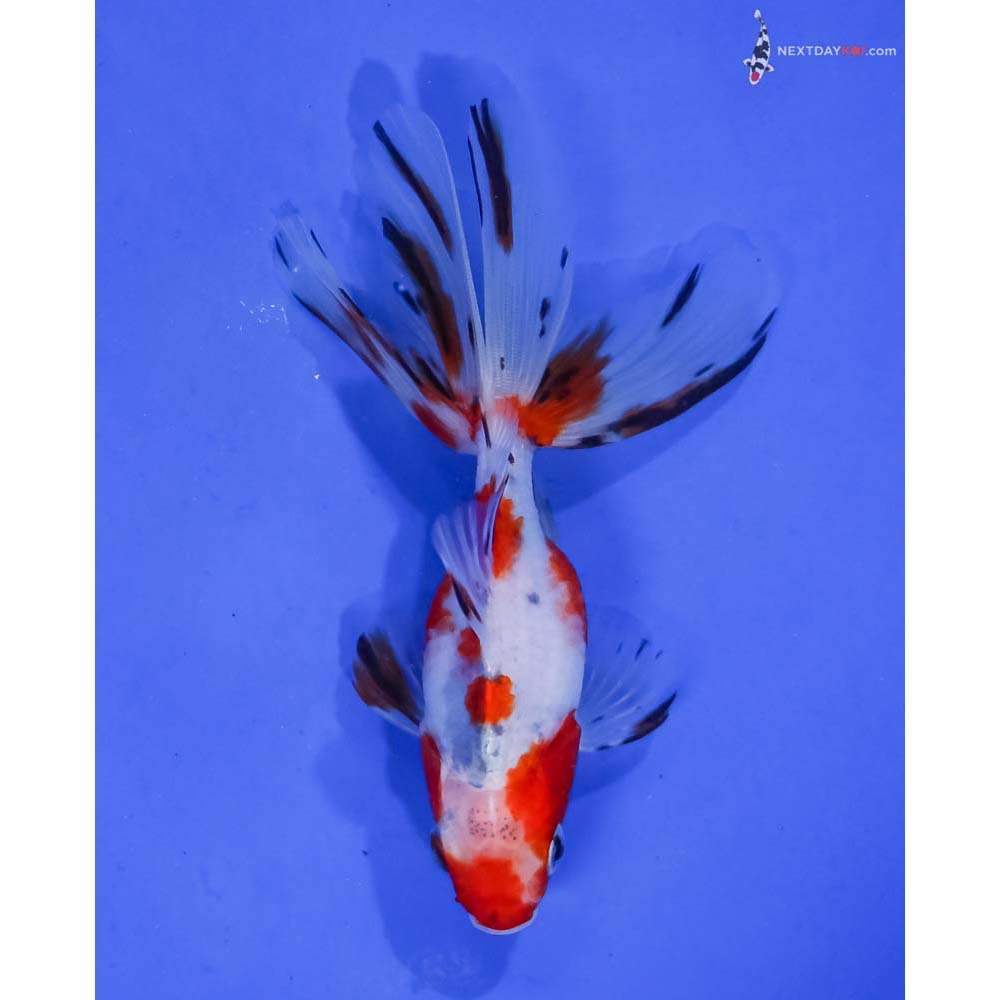 4” Imported Calico Fantail