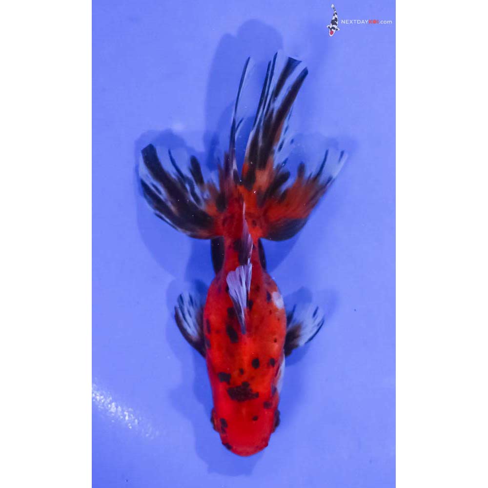 4.5” Imported Calico Fantail