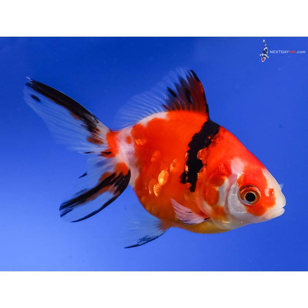4” Imported Calico Fantail