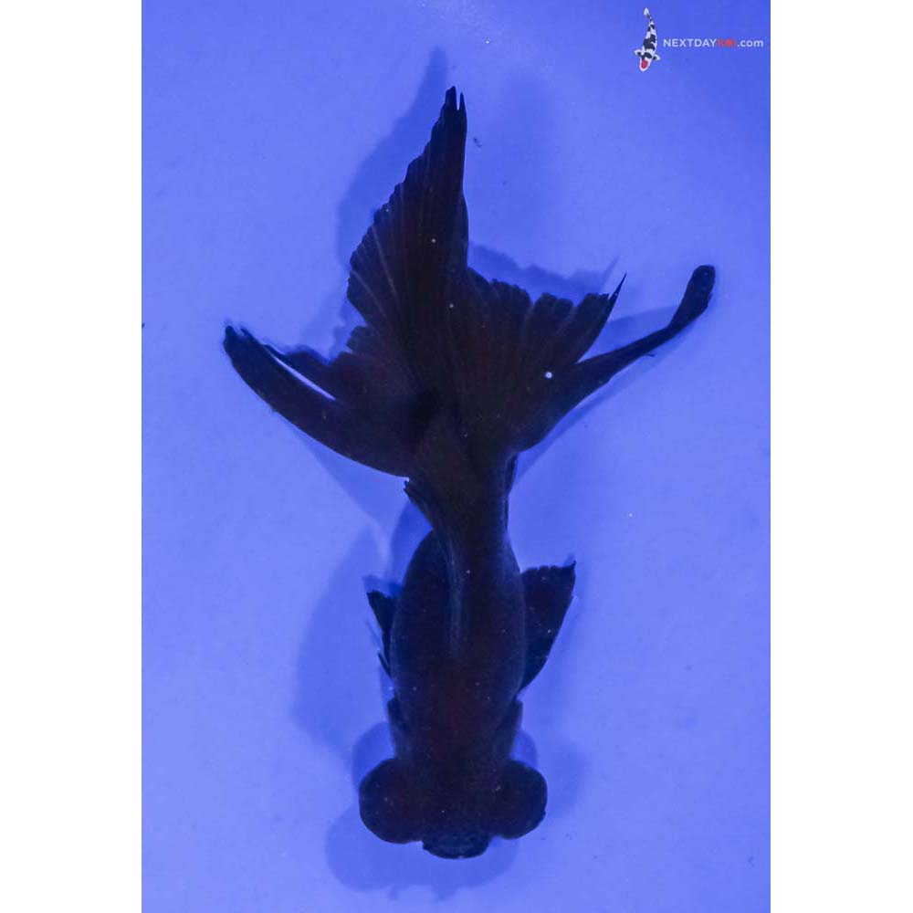 4.5” Imported Black Telescope Fantail