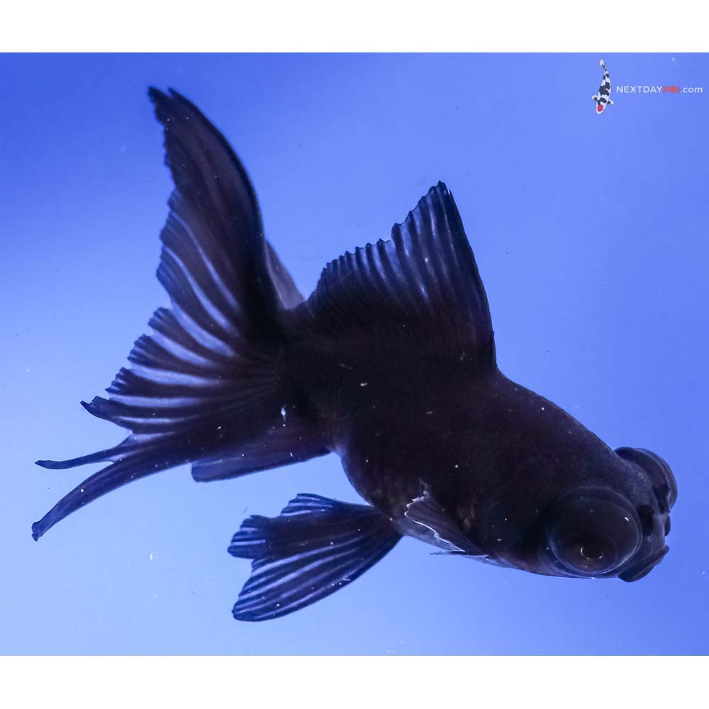 4.5” Imported Black Telescope Fantail