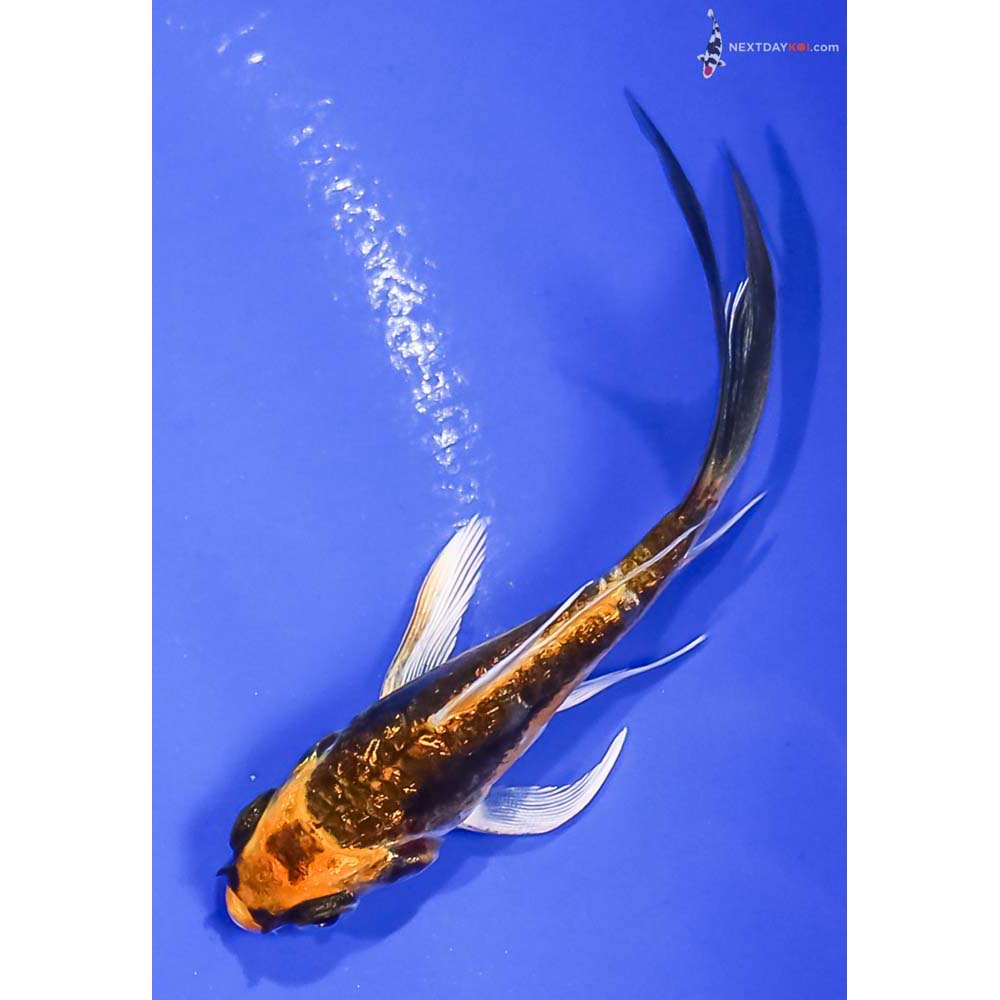 3” Imported Gin Rin Kin Kikokuryu Butterfly Koi