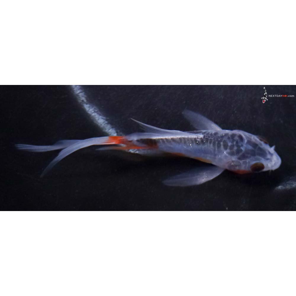 3.5” Imported Shusui Butterfly Koi