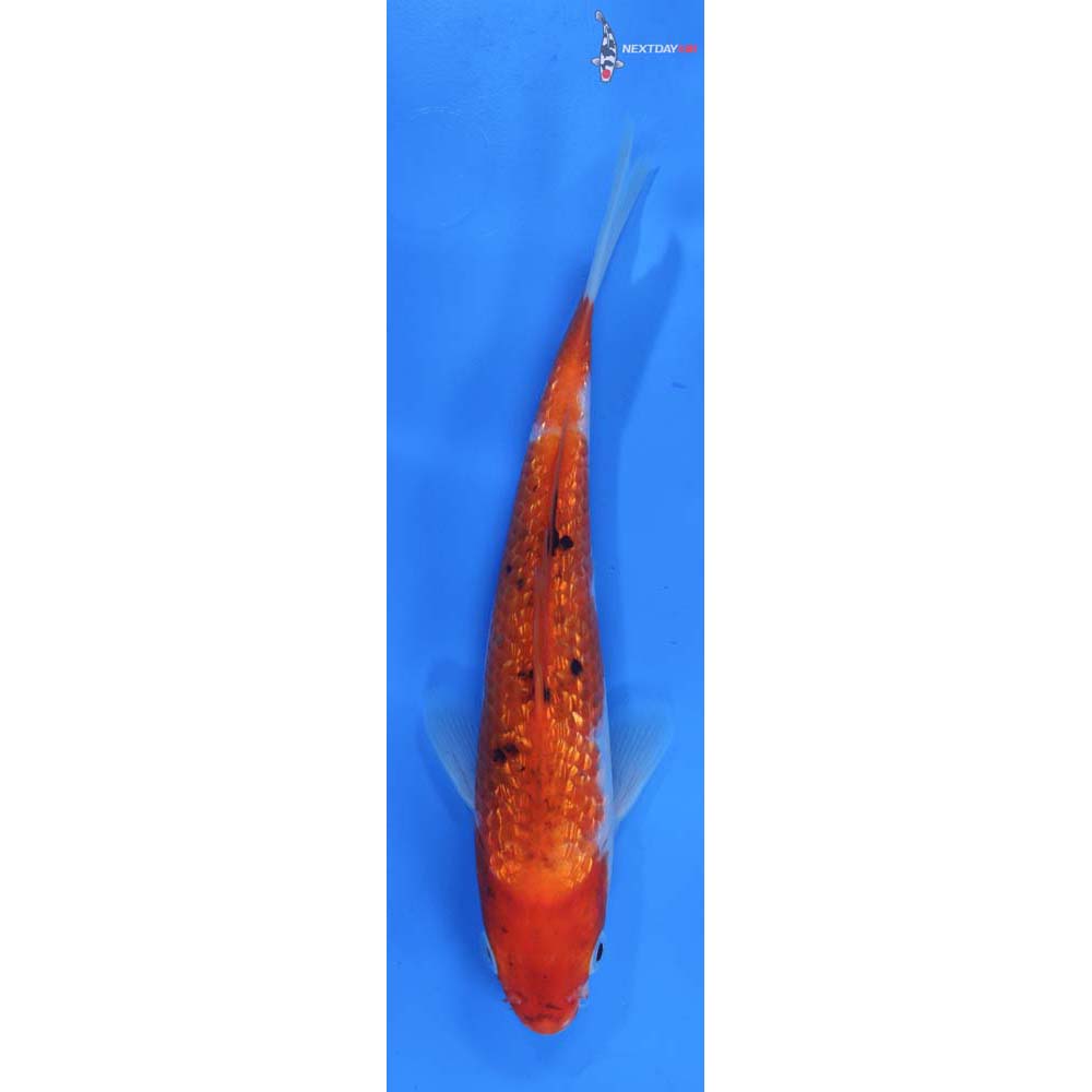 7” Imported Gin Rin Sanke