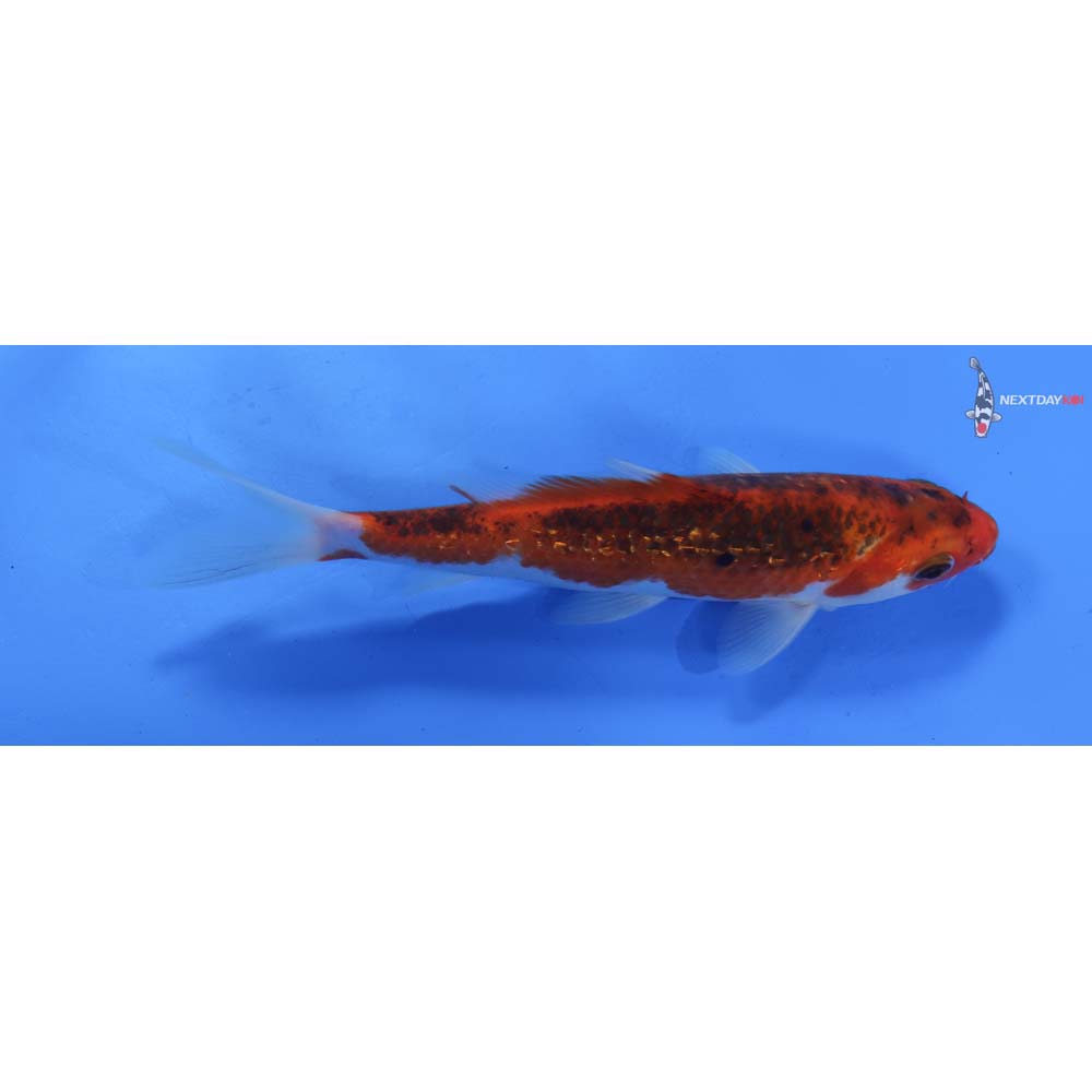 7” Imported Gin Rin Goromo