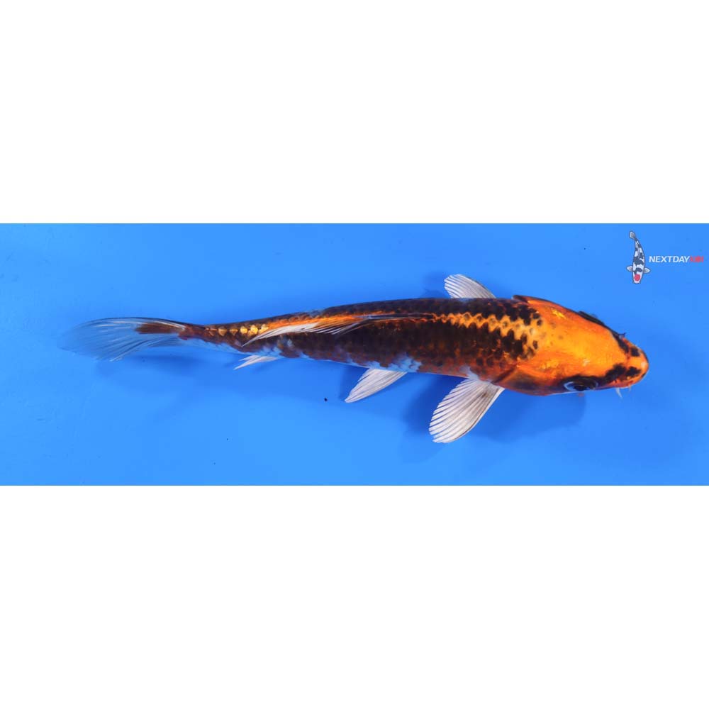 7” Imported Kujaku