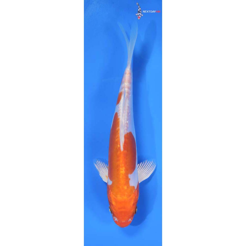 7.5” Imported Kikusui