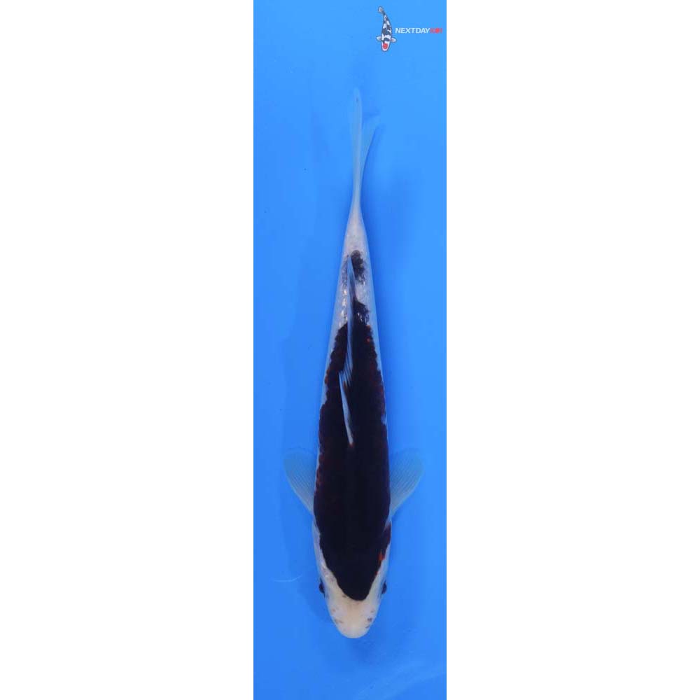 8” Imported Goromo