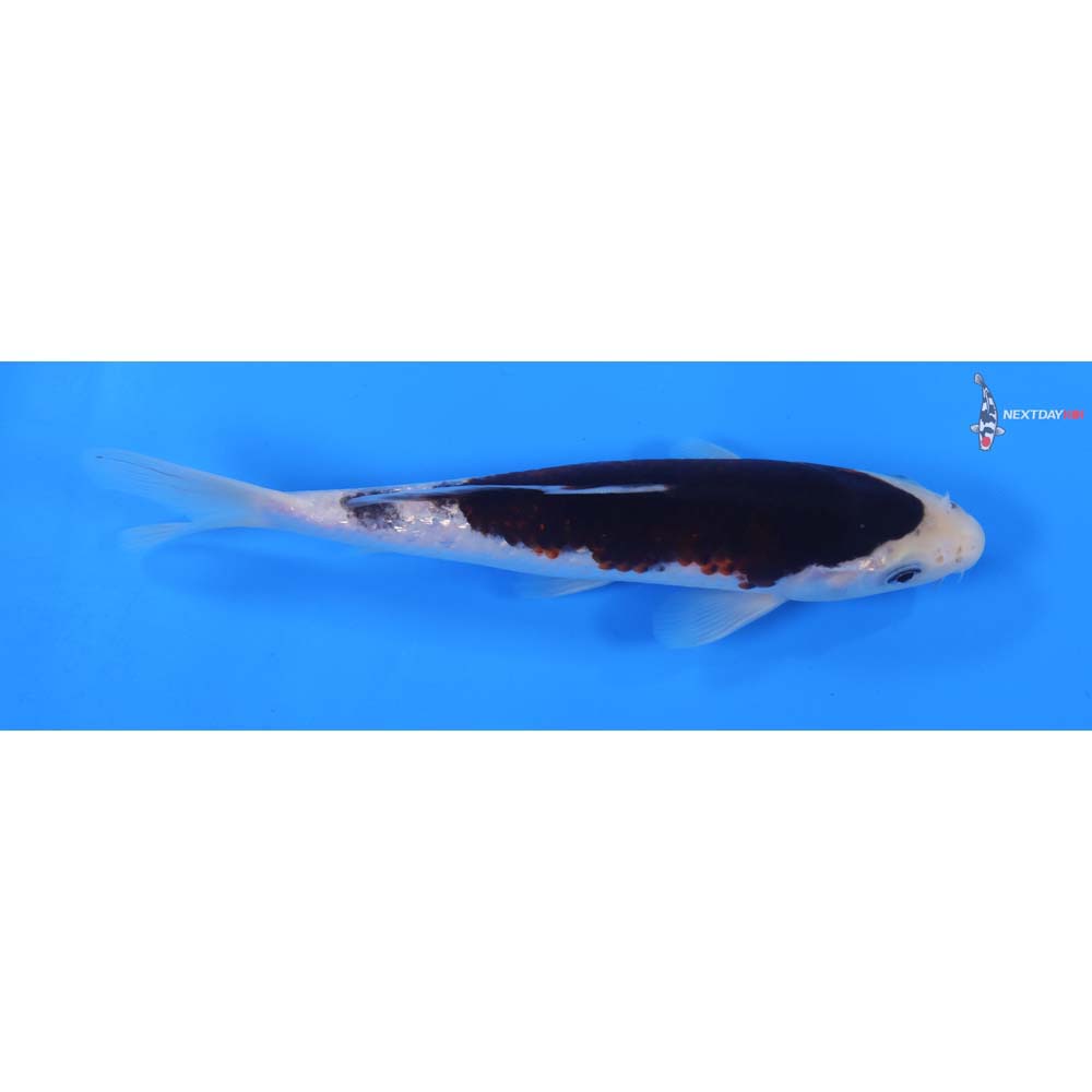 8” Imported Goromo