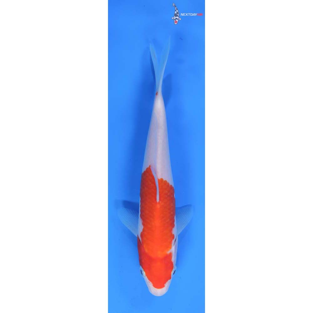 8” Imported Kohaku