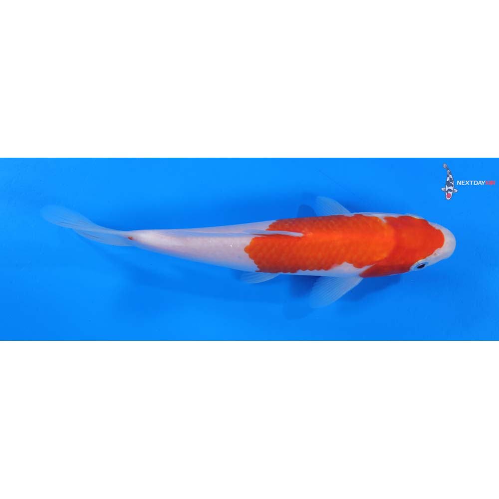 8” Imported Kohaku