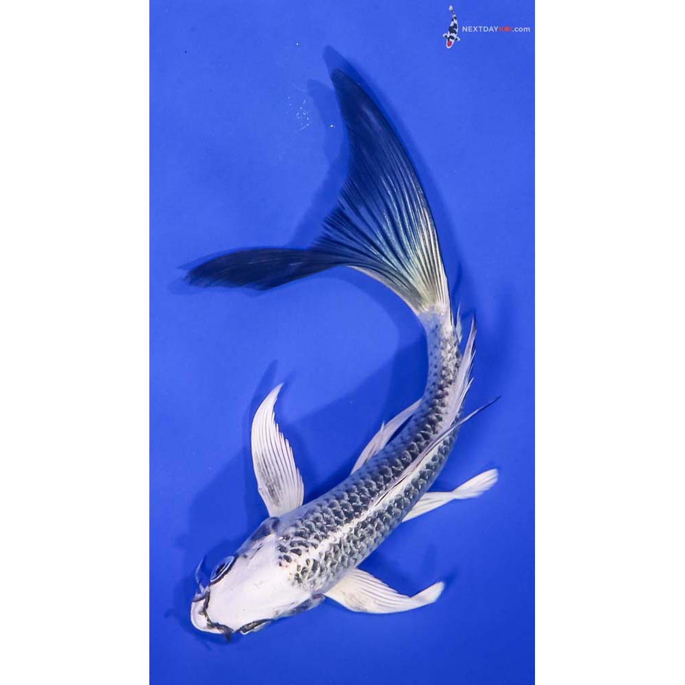 6.5” Imported Gin Matsuba Butterfly Koi