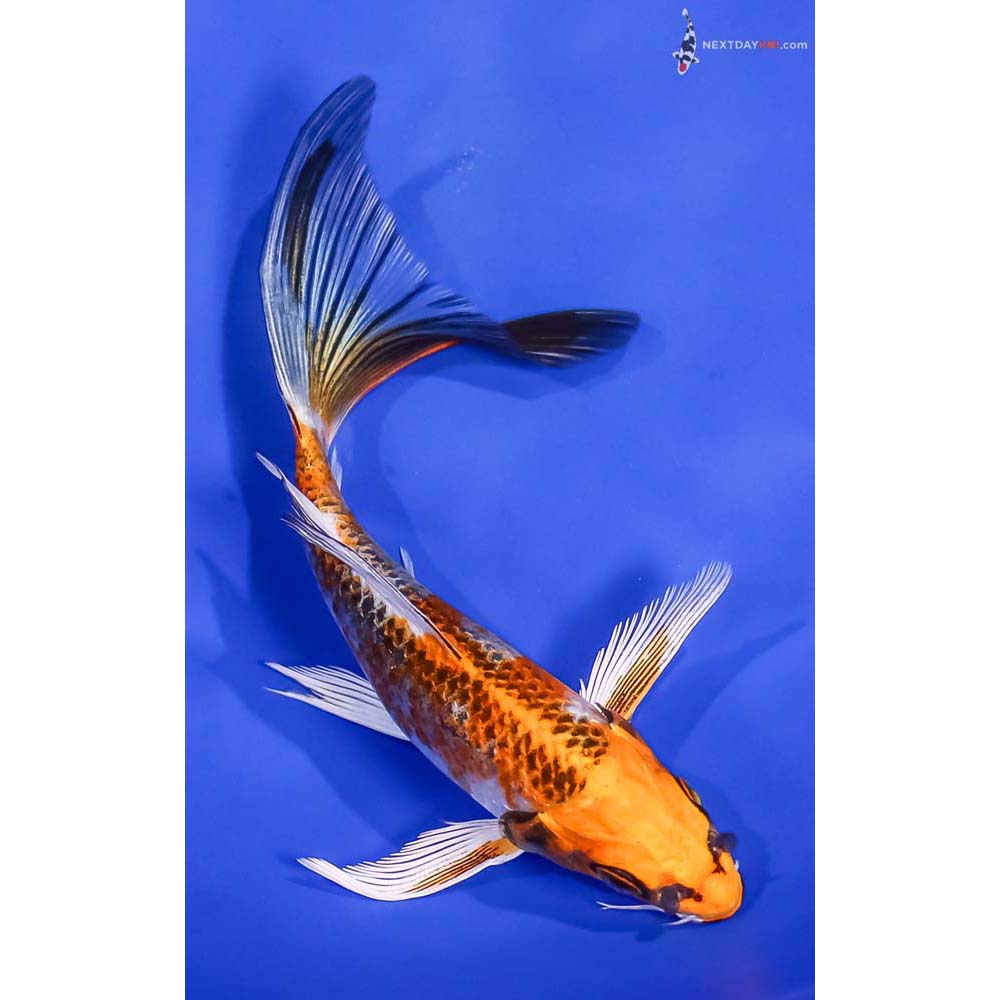 6.5” Imported Kujaku Butterfly Koi