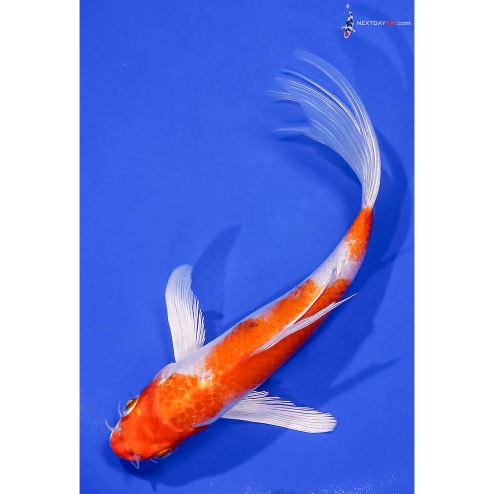 7” Imported Hariwake Butterfly Koi