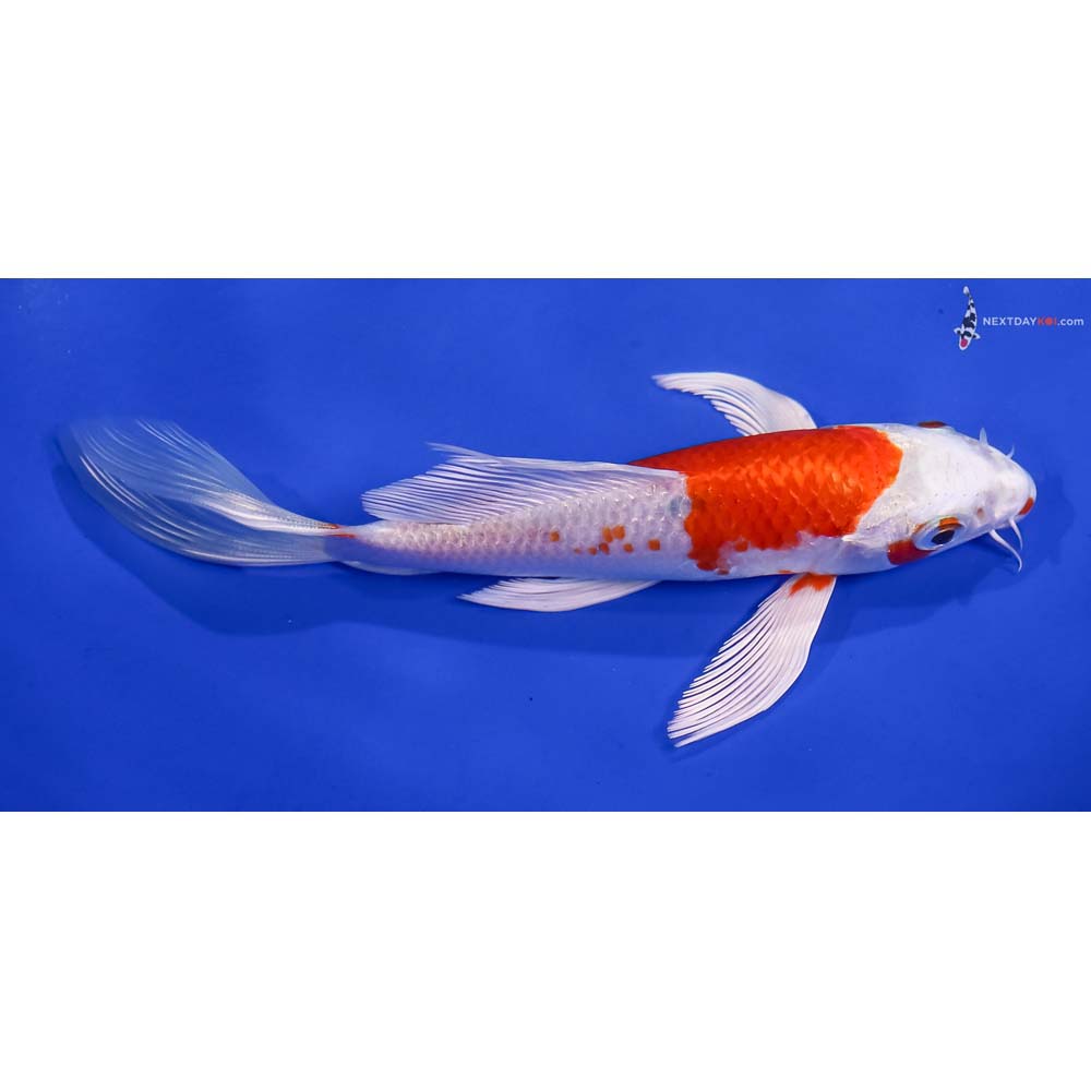 6” Imported Hariwake Butterfly Koi
