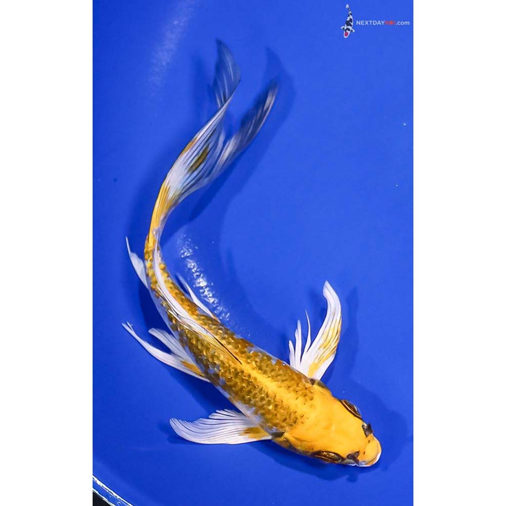 7” Imported Gin Rin Kujaku Butterfly Koi