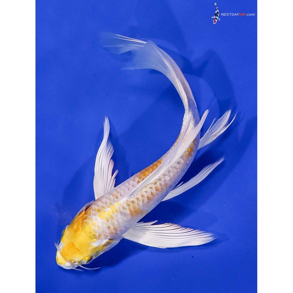 7” Imported Lemon Hariwake Butterfly Koi