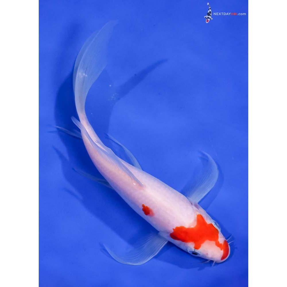 7.5” Imported Kohaku Butterfly Koi