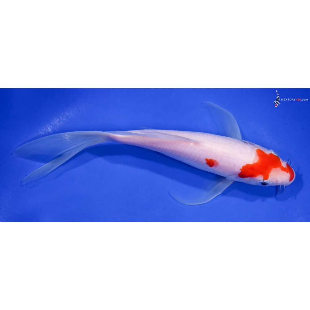 7.5” Imported Kohaku Butterfly Koi
