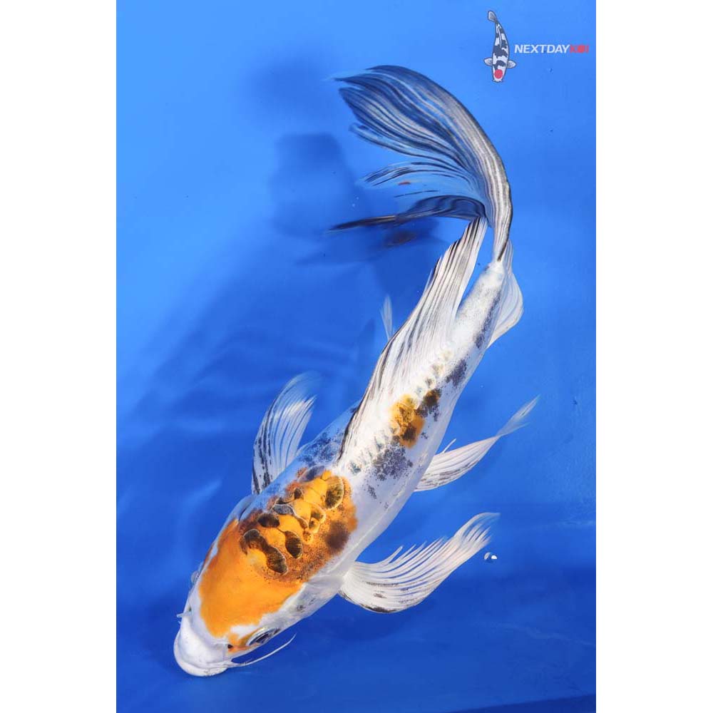 9.5” Imported Heisei Nishiki Butterfly Koi