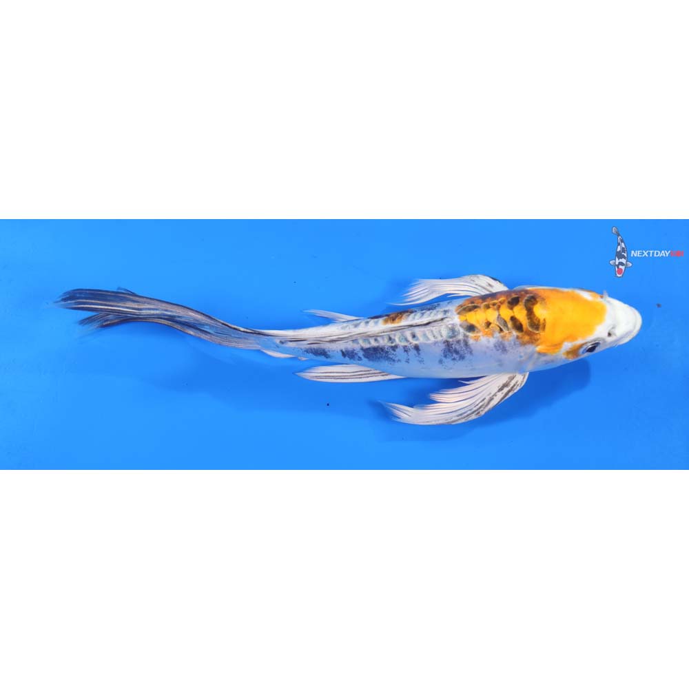 9.5” Imported Heisei Nishiki Butterfly Koi