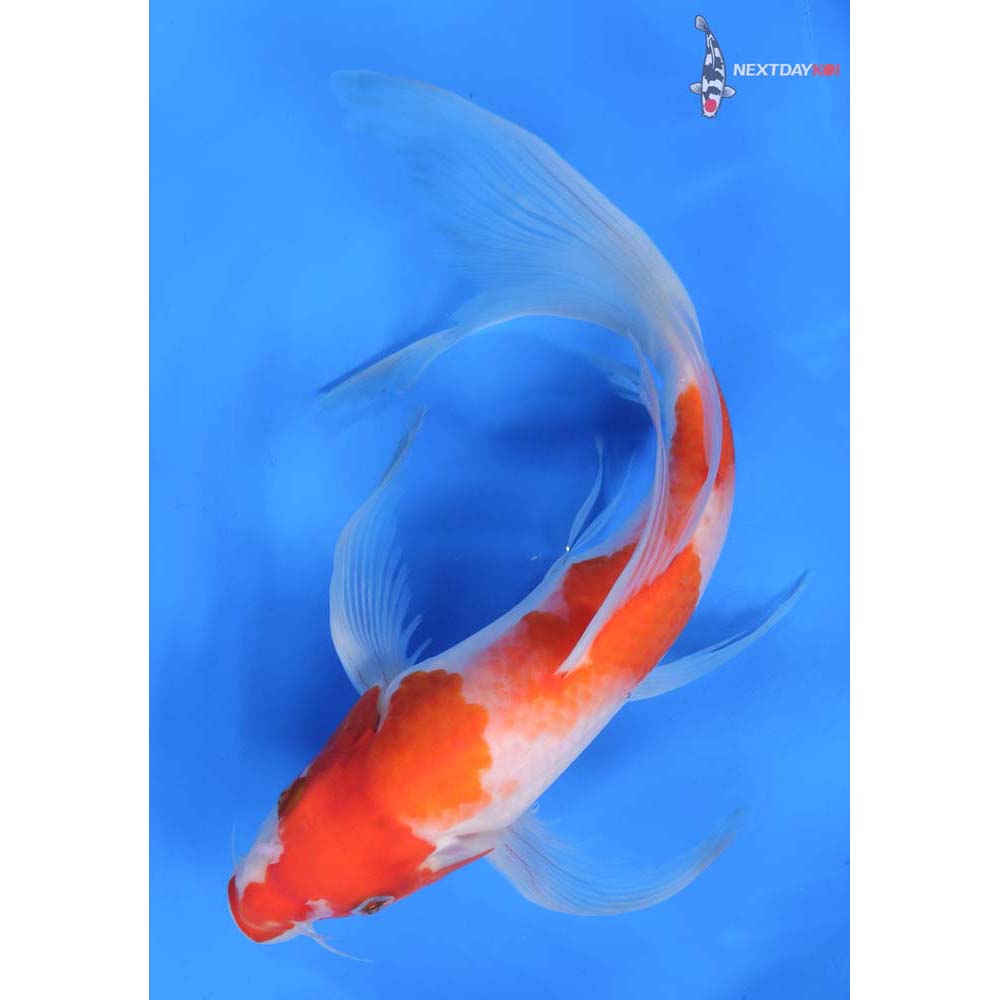 10” Imported Kohaku Butterfly Koi