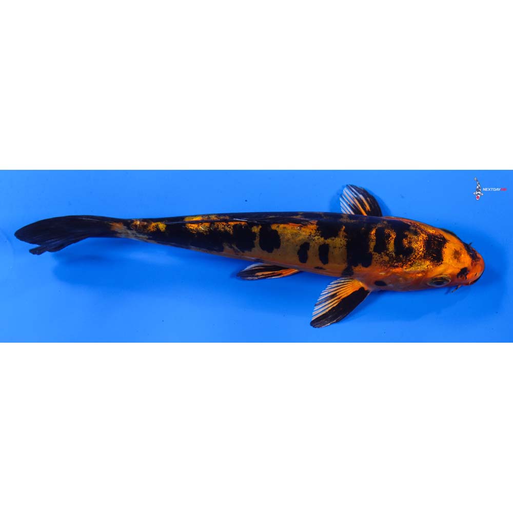 5.5” Imported Doitsu Kin Aka Bekko