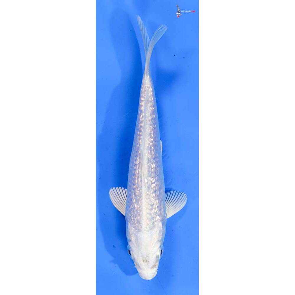 6” Imported Gin Rin Platinum Ogon