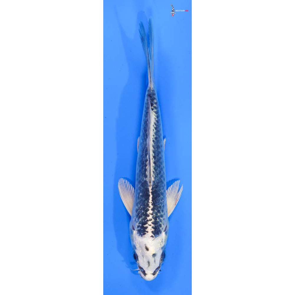 6” Imported Gin Matsuba