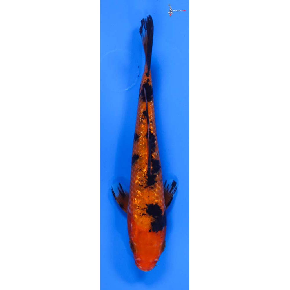 6” Imported Gin Rin Aka Bekko