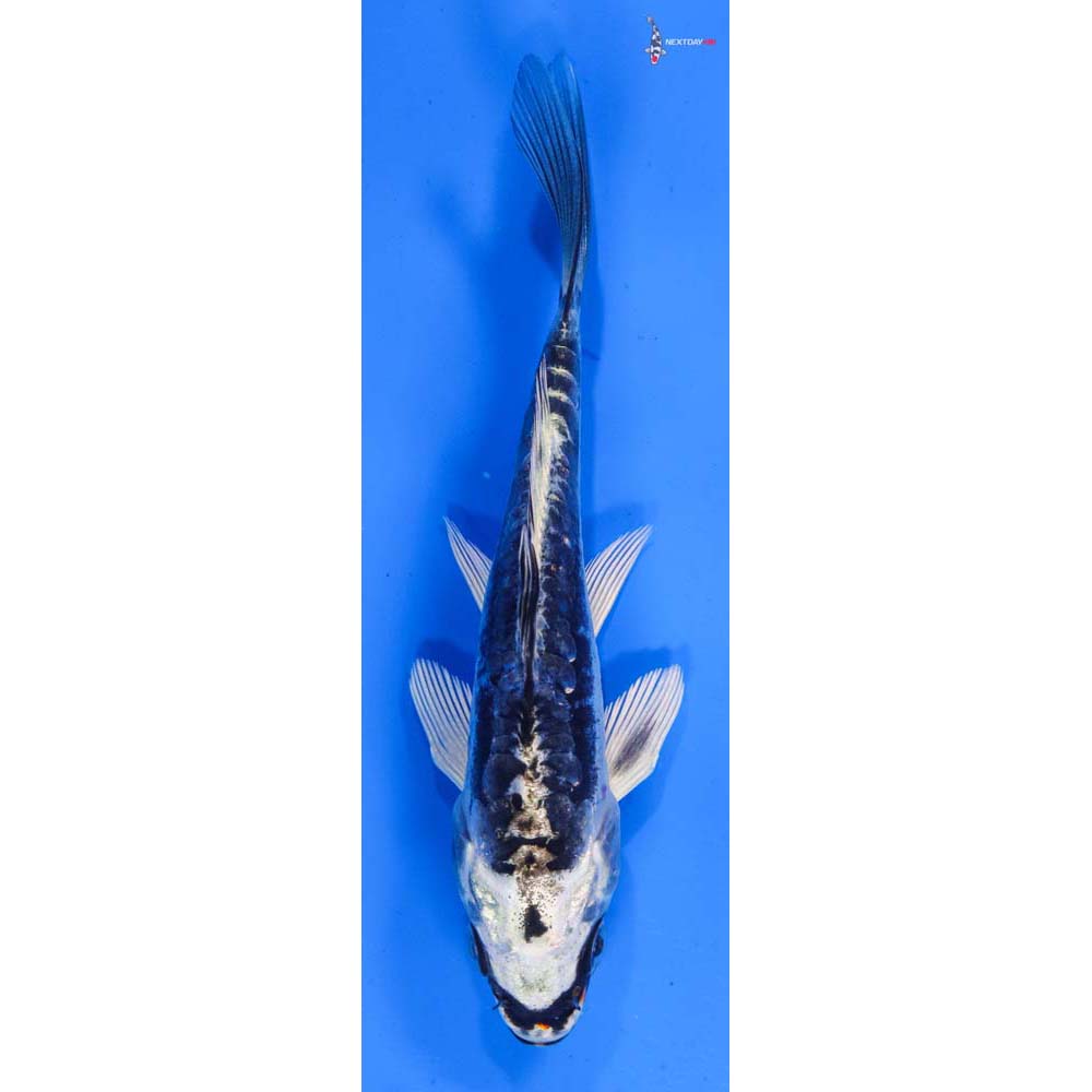 5” Imported Kikokuryu