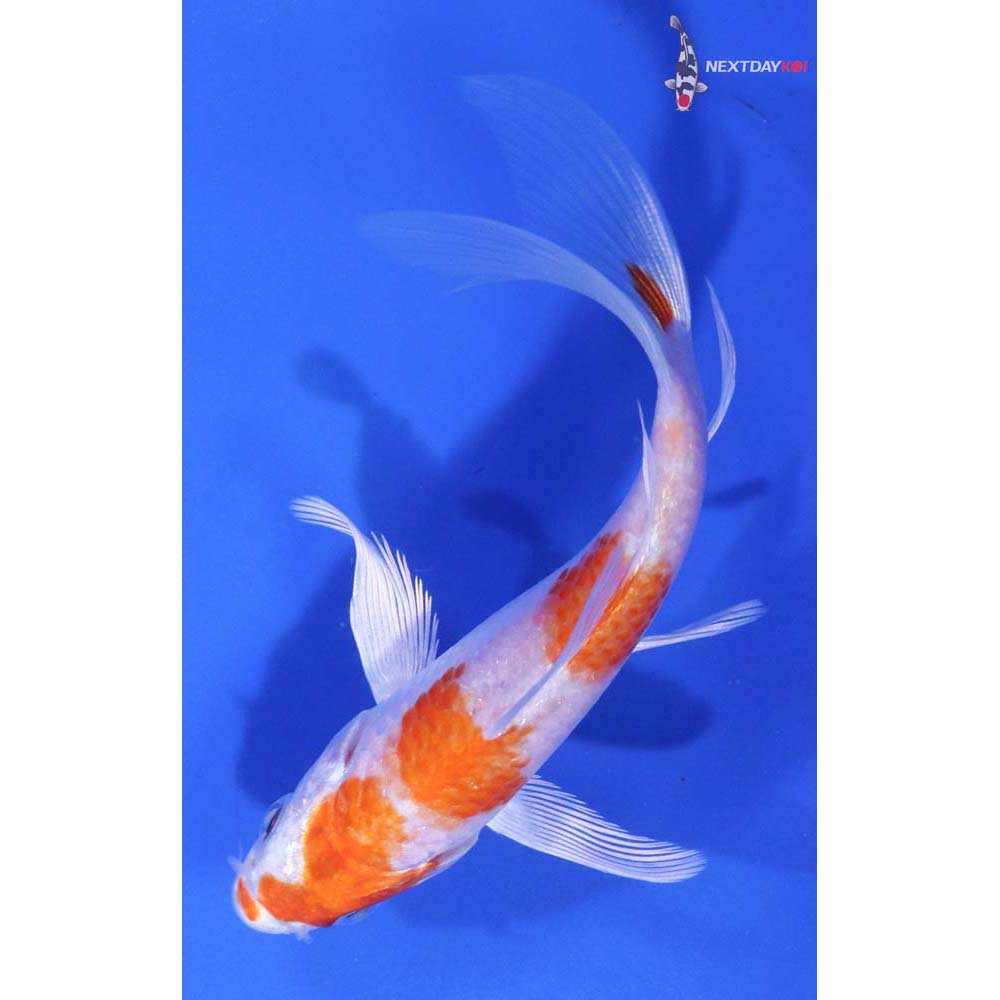 5” Imported Hariwake Butterfly Koi