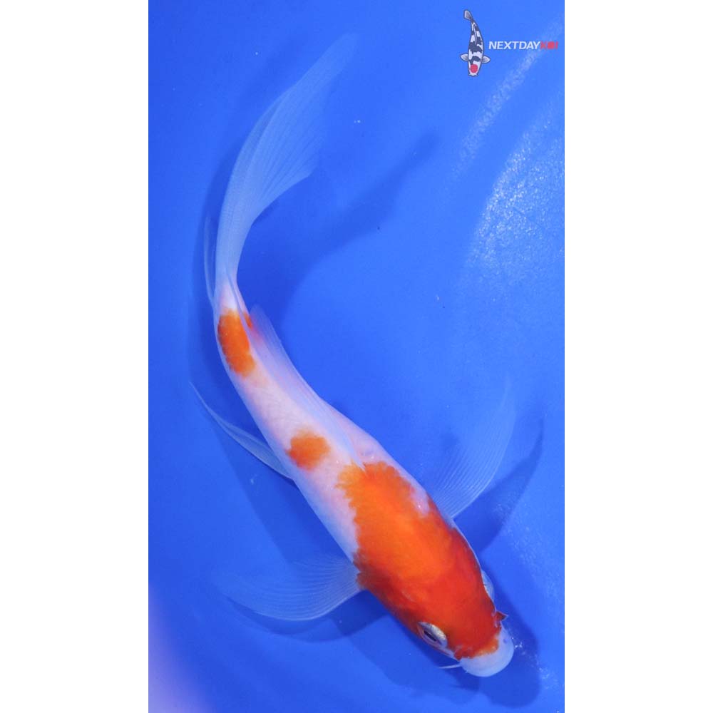 5” Imported Kohaku Butterfly Koi