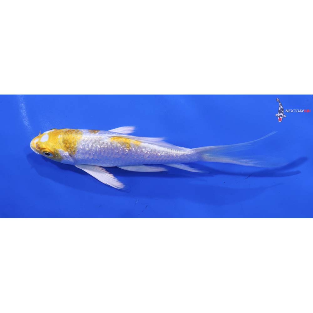 5” Imported Gin Rin Lemon Hariwake Butterfly Koi