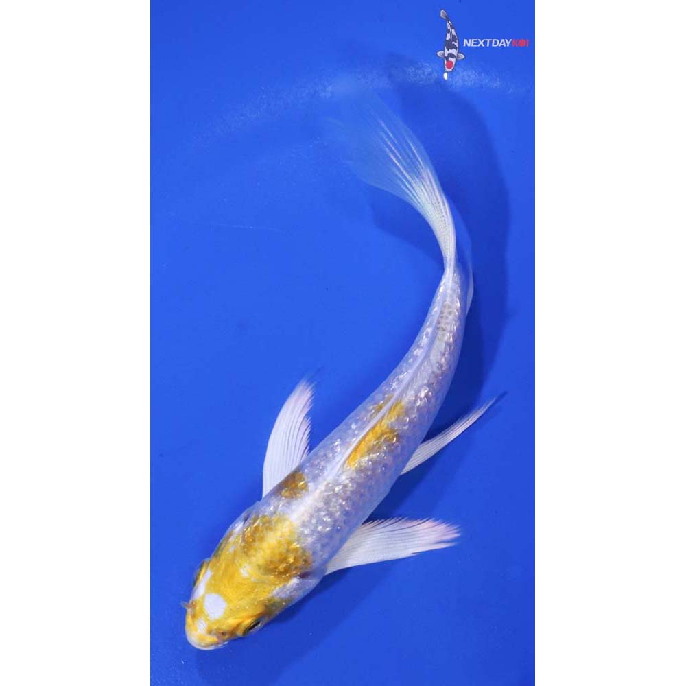 5” Imported Gin Rin Lemon Hariwake Butterfly Koi