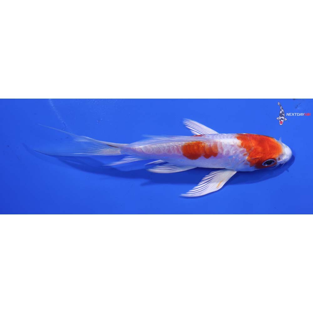 5” Imported Kikusui Butterfly Koi
