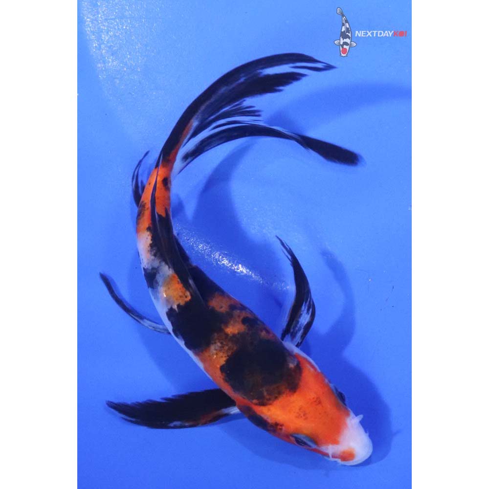 5.5” Imported Sanke Butterfly Koi