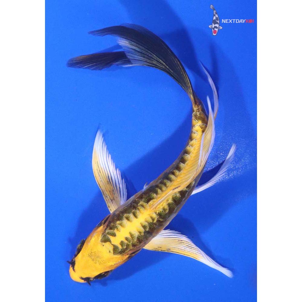 5.5” Imported Kin Kikokuryu Butterfly Koi
