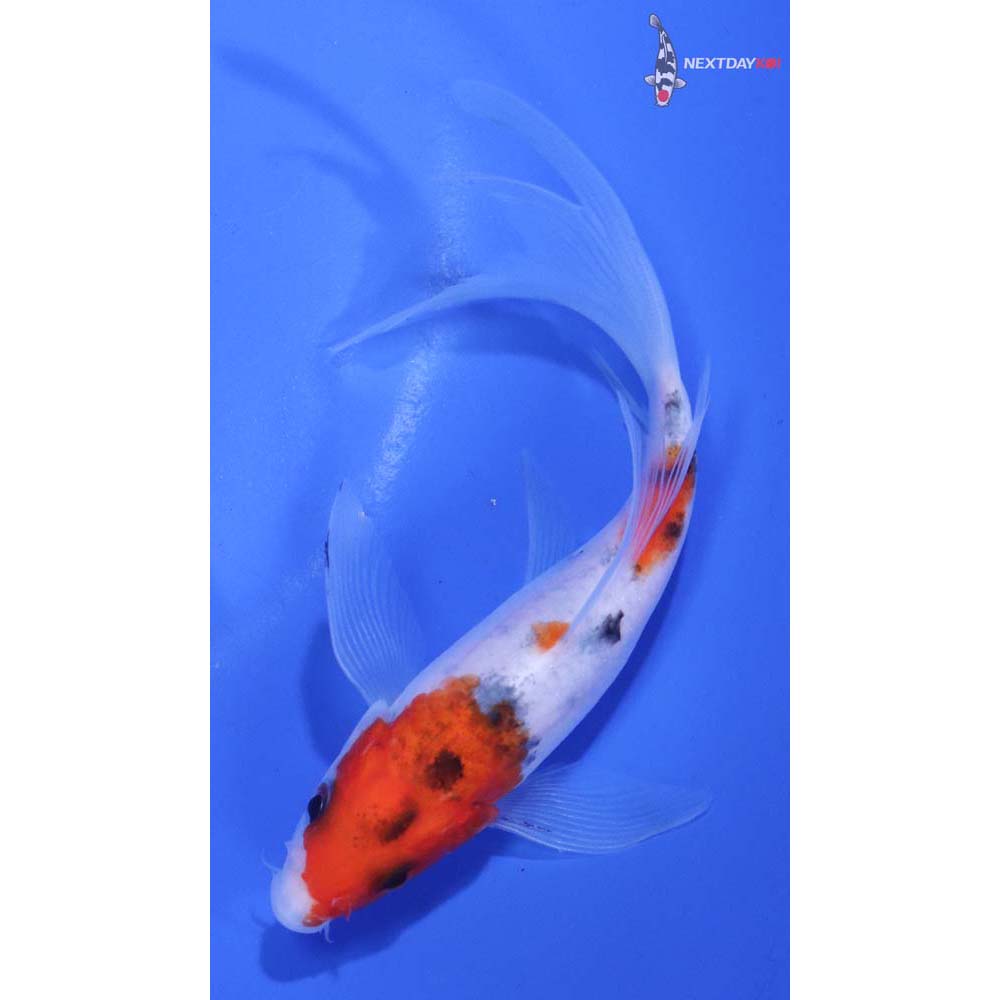 5.5” Imported Sanke Butterfly Koi