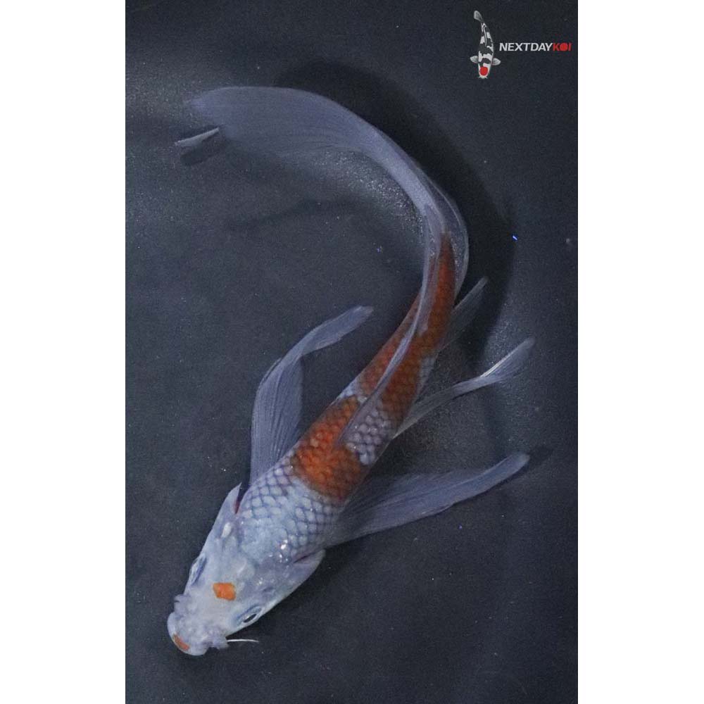 6” Imported Ochiba Shigure Butterfly Koi