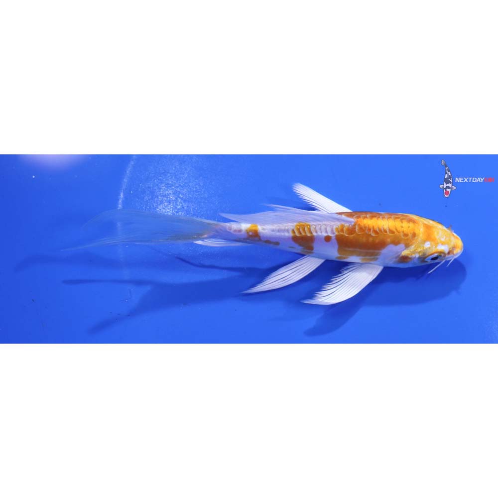 5” Imported Doistu Lemon Hariwake Butterfly Koi