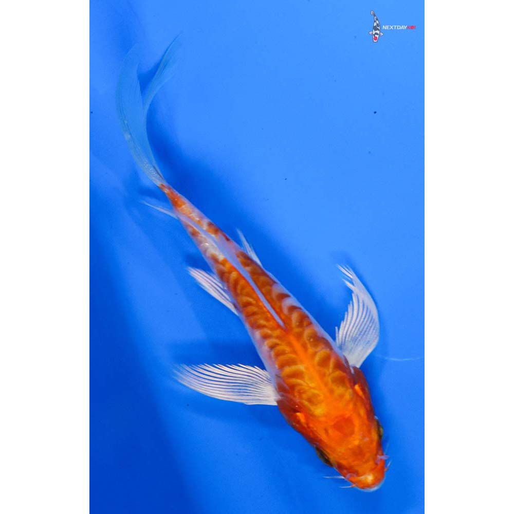 4.5” Imported Armor Scaled Hariwake Butterfly Koi